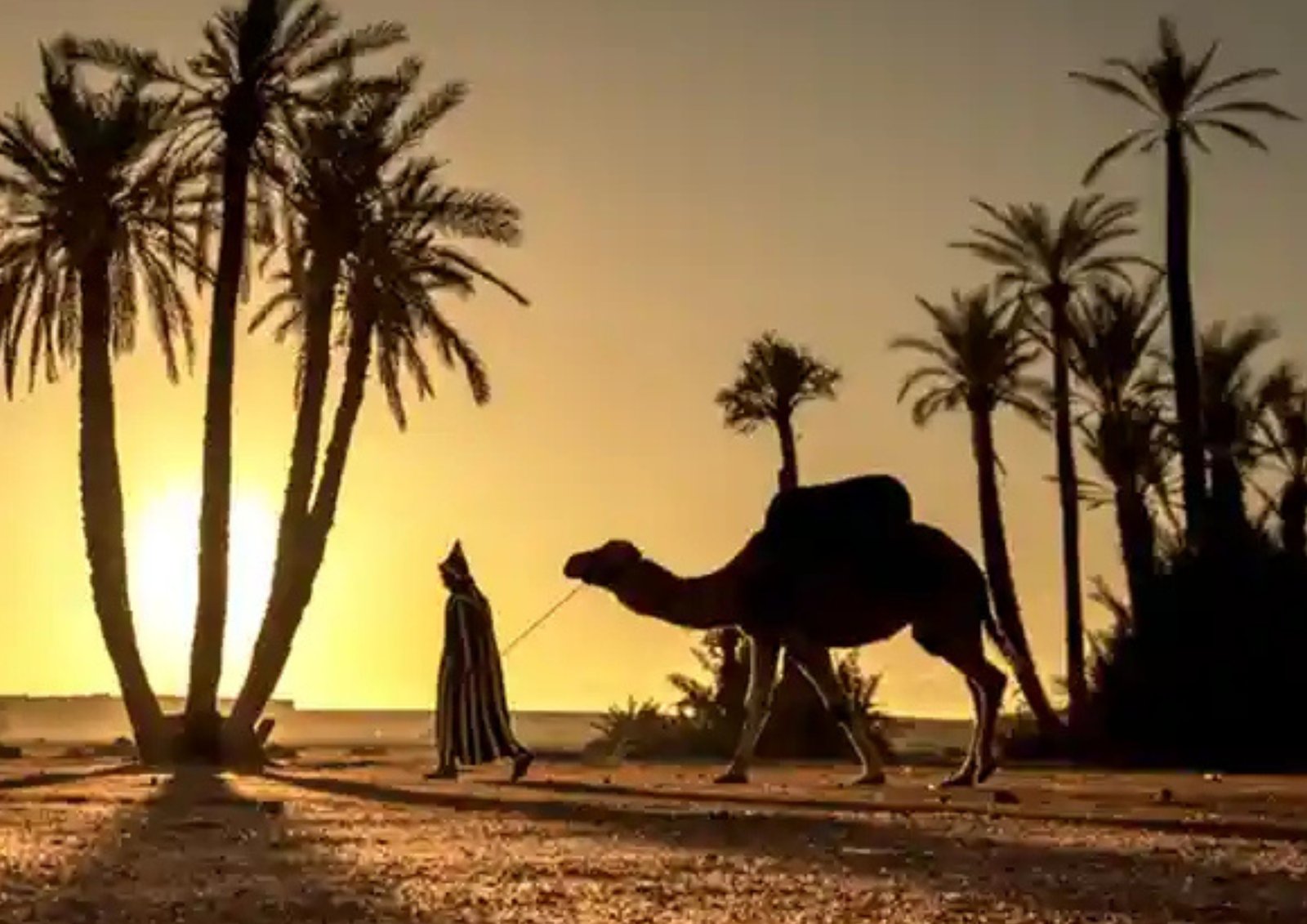 Camel Ride Palm Grove